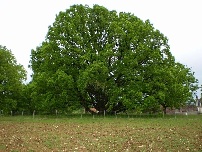 2008 05 Martel, le chêne sans tronc 02